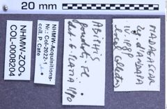 Etiketten zu Abiphis goudoti (Fleutiaux, 1942) (NHMW-ZOO-COL-0008204)